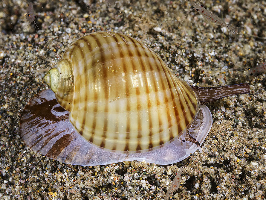 Tonna canaliculata